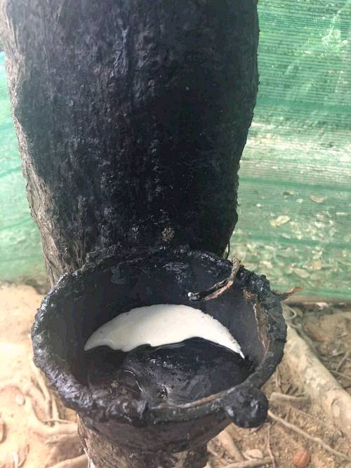 ϲҺڽ 㣩